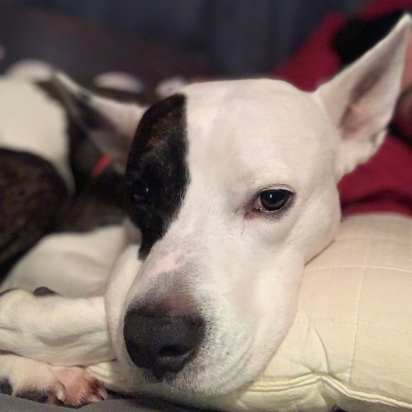 🌟🦴Sloan’s recovery donation 🦴❤️ - Picture 12 of 13